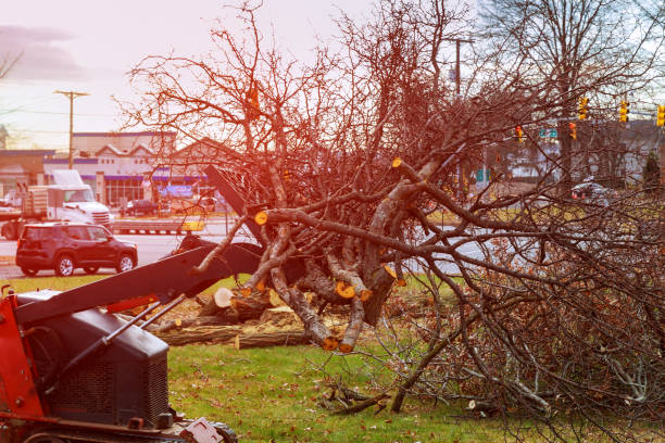 How Our Tree Care Process Works  in  Buckhannon, WV